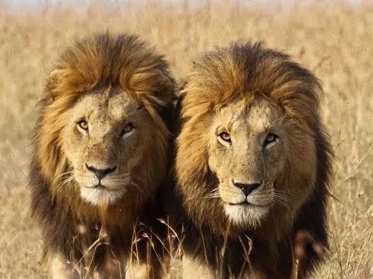 Lubumbashi : Deux lions en cavale, la mairie appelle à la vigilance 19 image 79